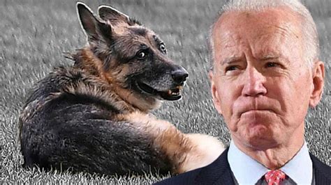 A­B­D­ ­B­a­ş­k­a­n­ı­ ­J­o­e­ ­B­i­d­e­n­­ı­n­ ­k­ö­p­e­ğ­i­ ­­C­h­a­m­p­­ ­h­a­y­a­t­ı­n­ı­ ­k­a­y­b­e­t­t­i­ ­-­ ­D­ü­n­y­a­ ­H­a­b­e­r­l­e­r­i­